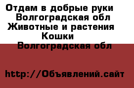 Отдам в добрые руки  - Волгоградская обл. Животные и растения » Кошки   . Волгоградская обл.